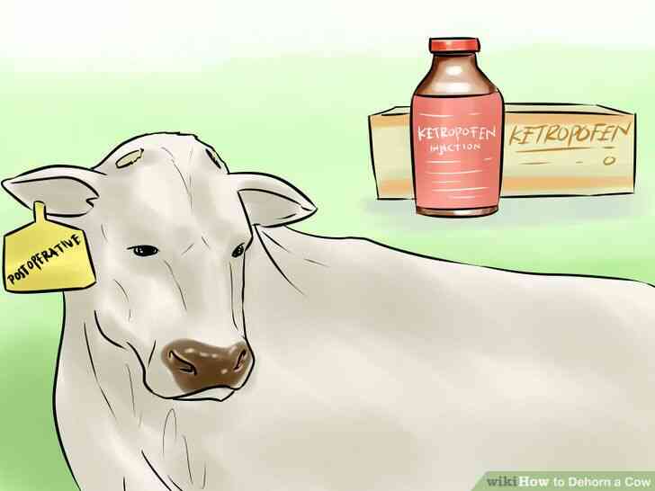 Image intitulée Écorner une Vache à l